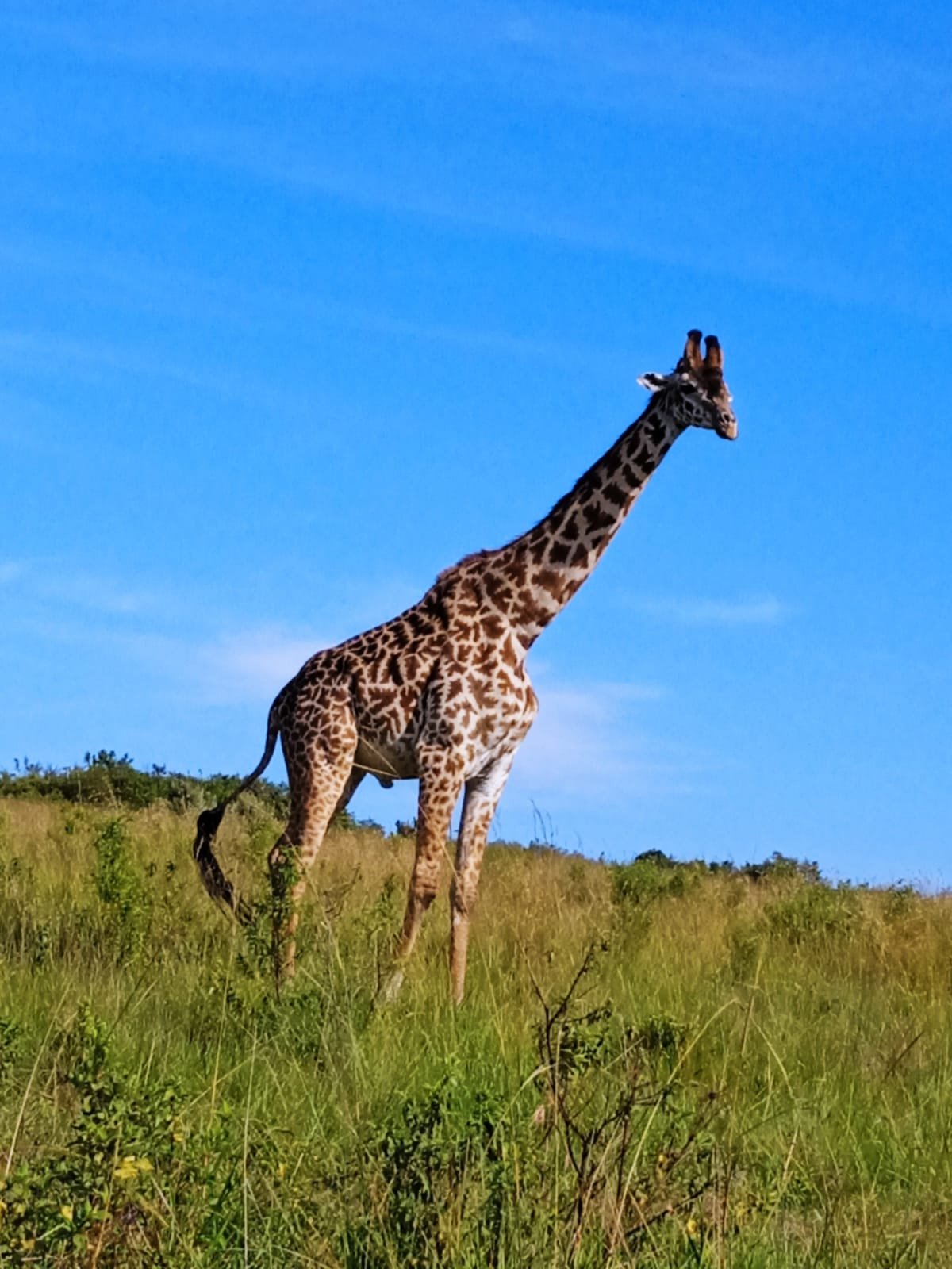 Safari Vendors