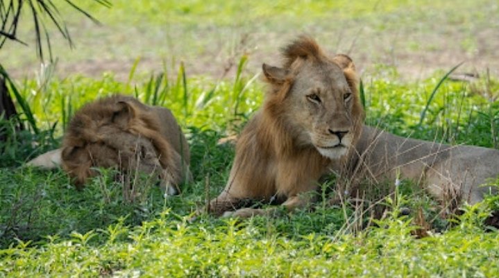 Uwanda Tours And Safaris