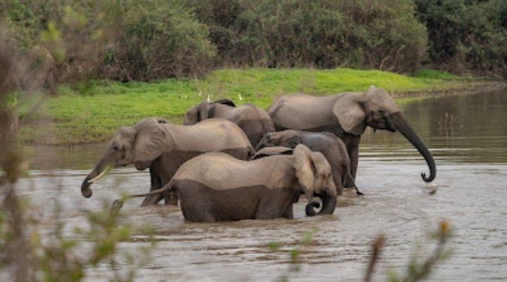 Uwanda Tours And Safaris