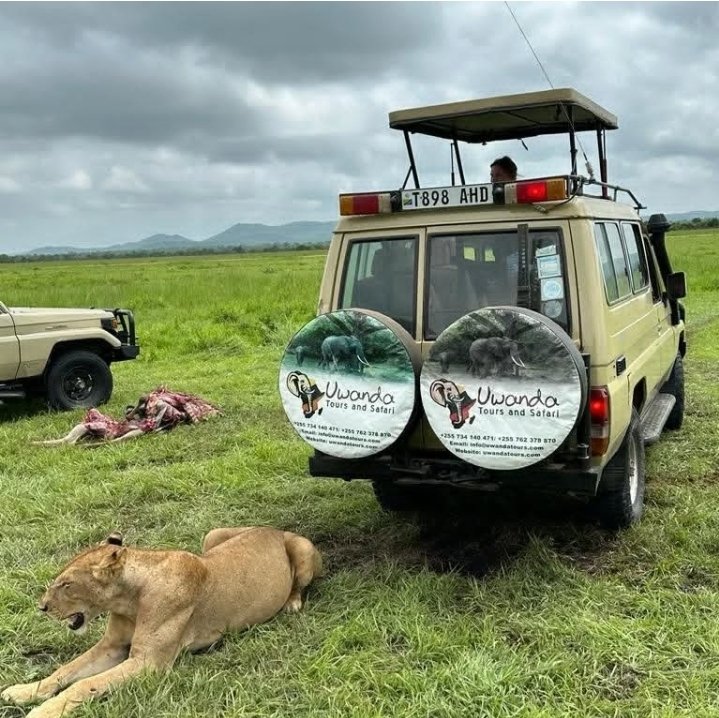 Safari Vendors