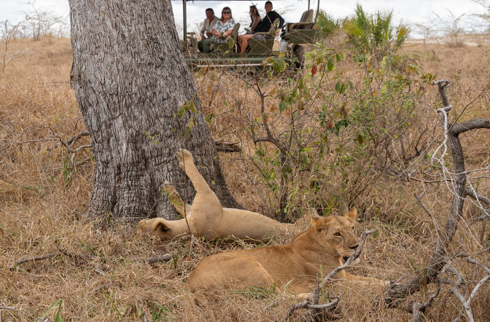 2 Day Flying Zanzibar to Nyerere NP, Night Game Drive