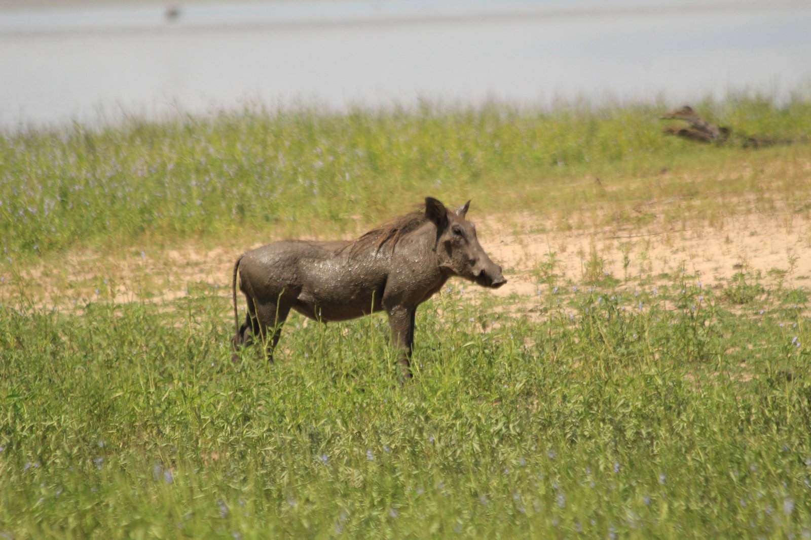 Alfamale tours & Safaris