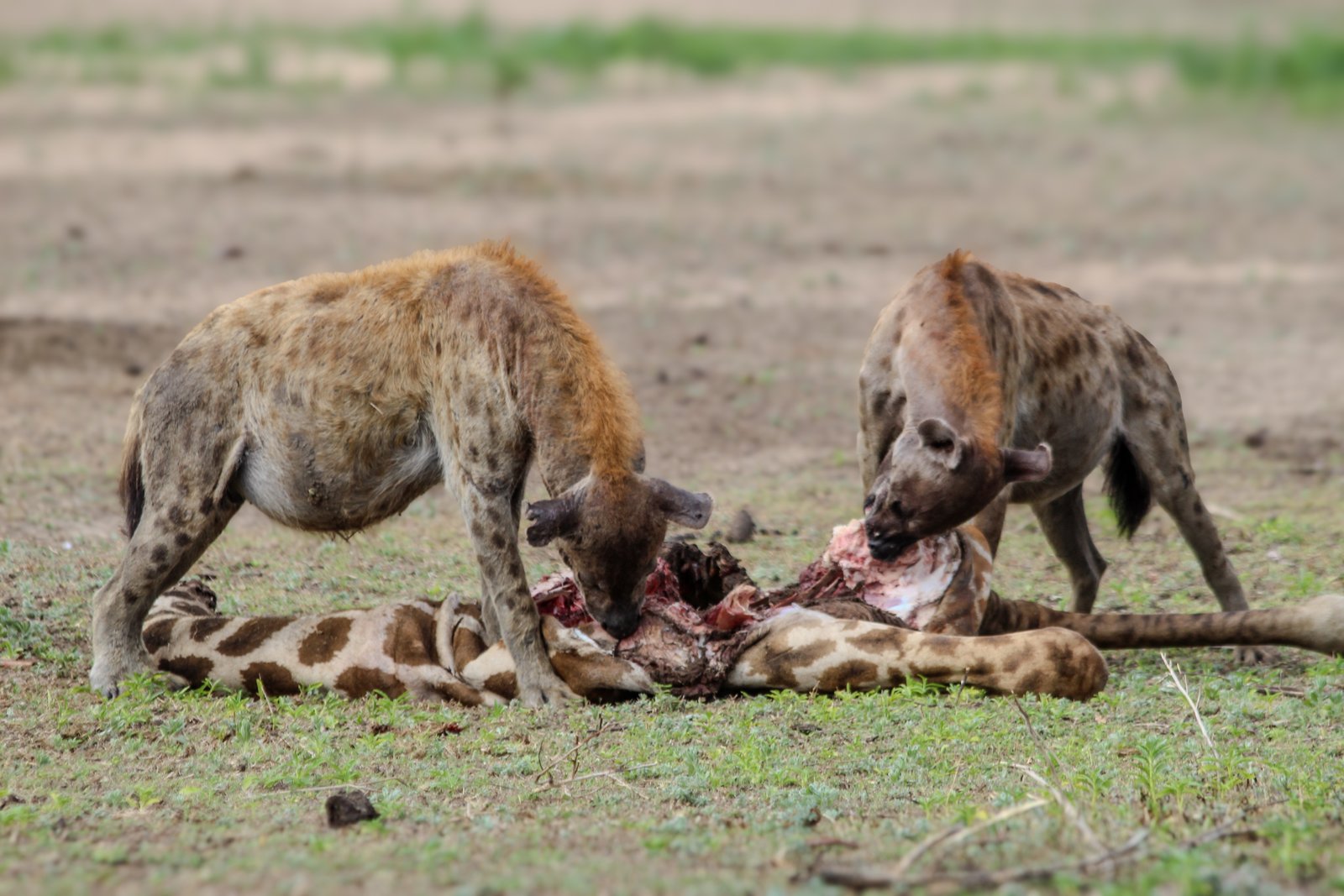 Alfamale tours & Safaris