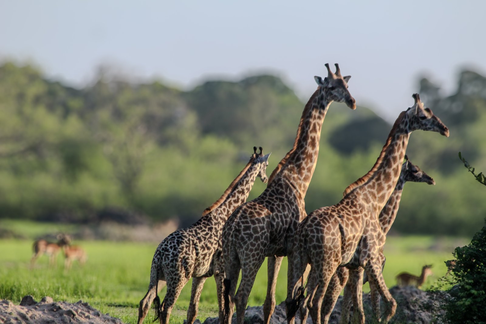 Alfamale tours & Safaris