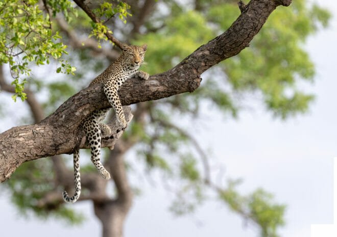 Alfamale tours & Safaris