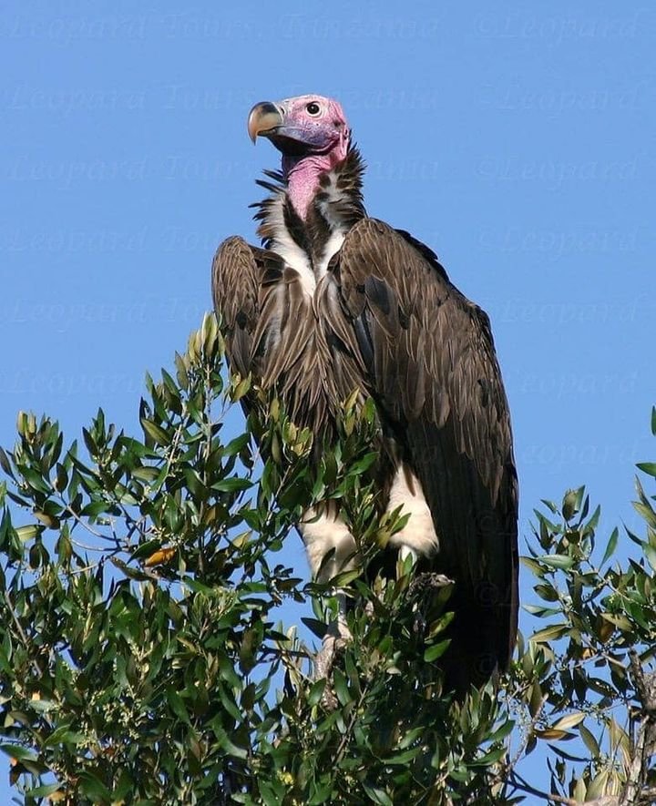 Golden Trips Tanzania