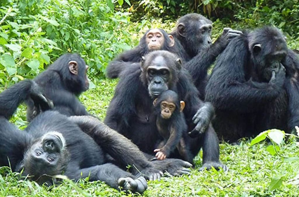 Henry Tours And Safaris Ltd