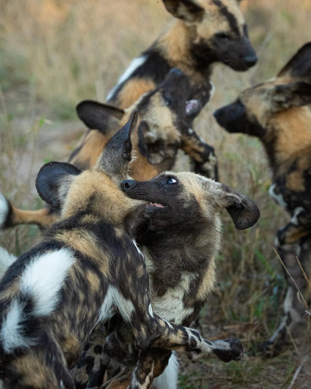 Crowned Wild Africa