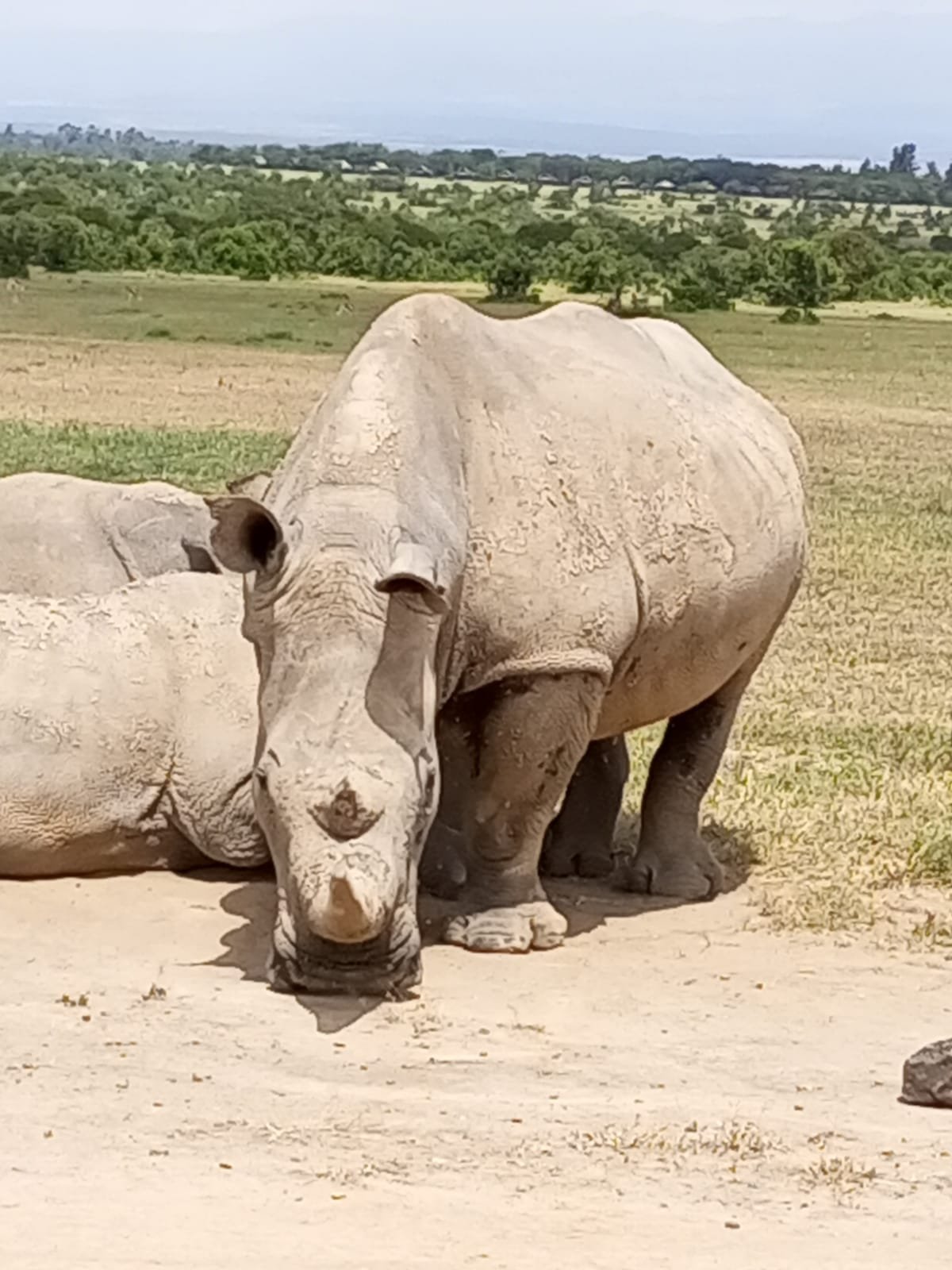 Safari Vendors