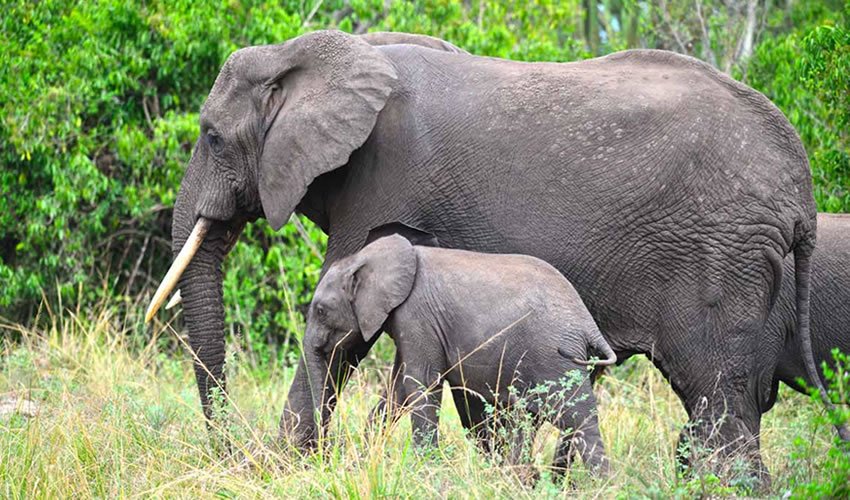 Henry Tours And Safaris Ltd