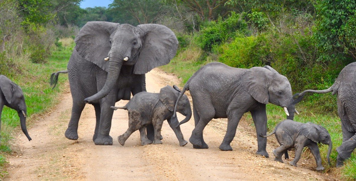 Henry Tours And Safaris Ltd