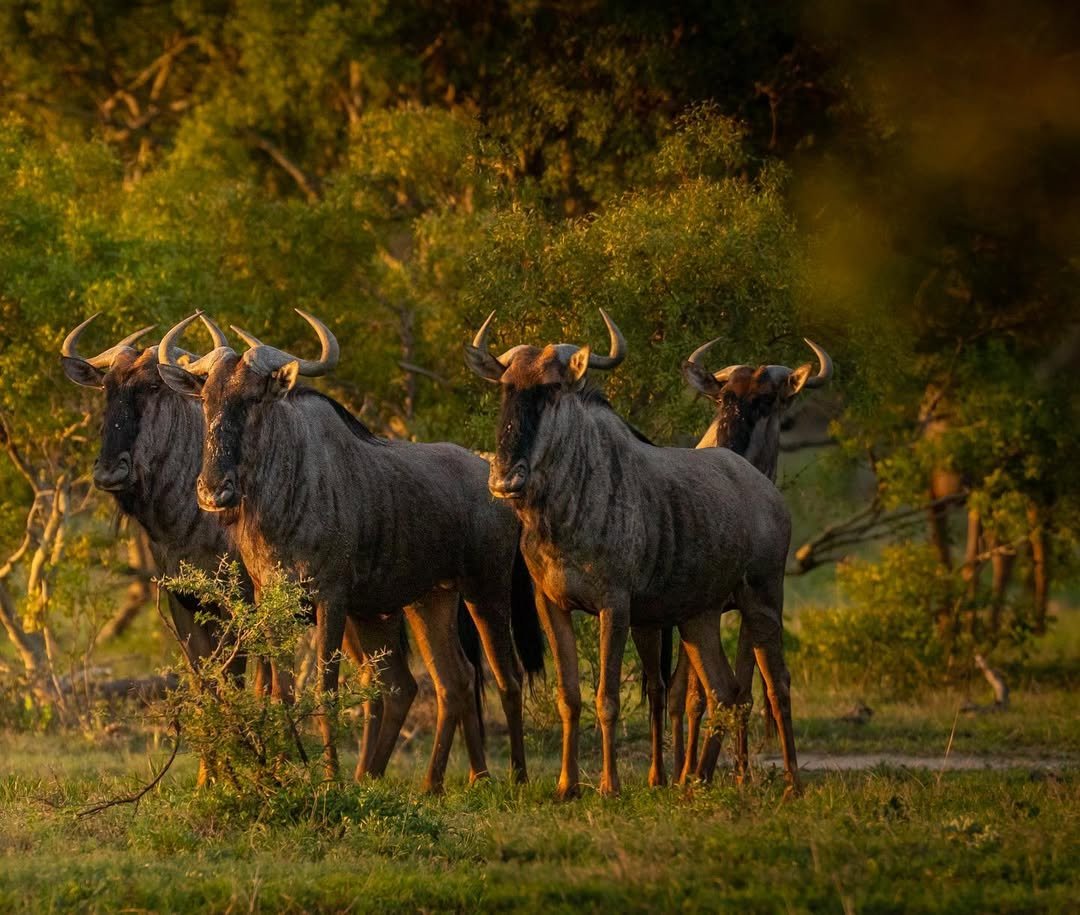 Crowned Wild Africa