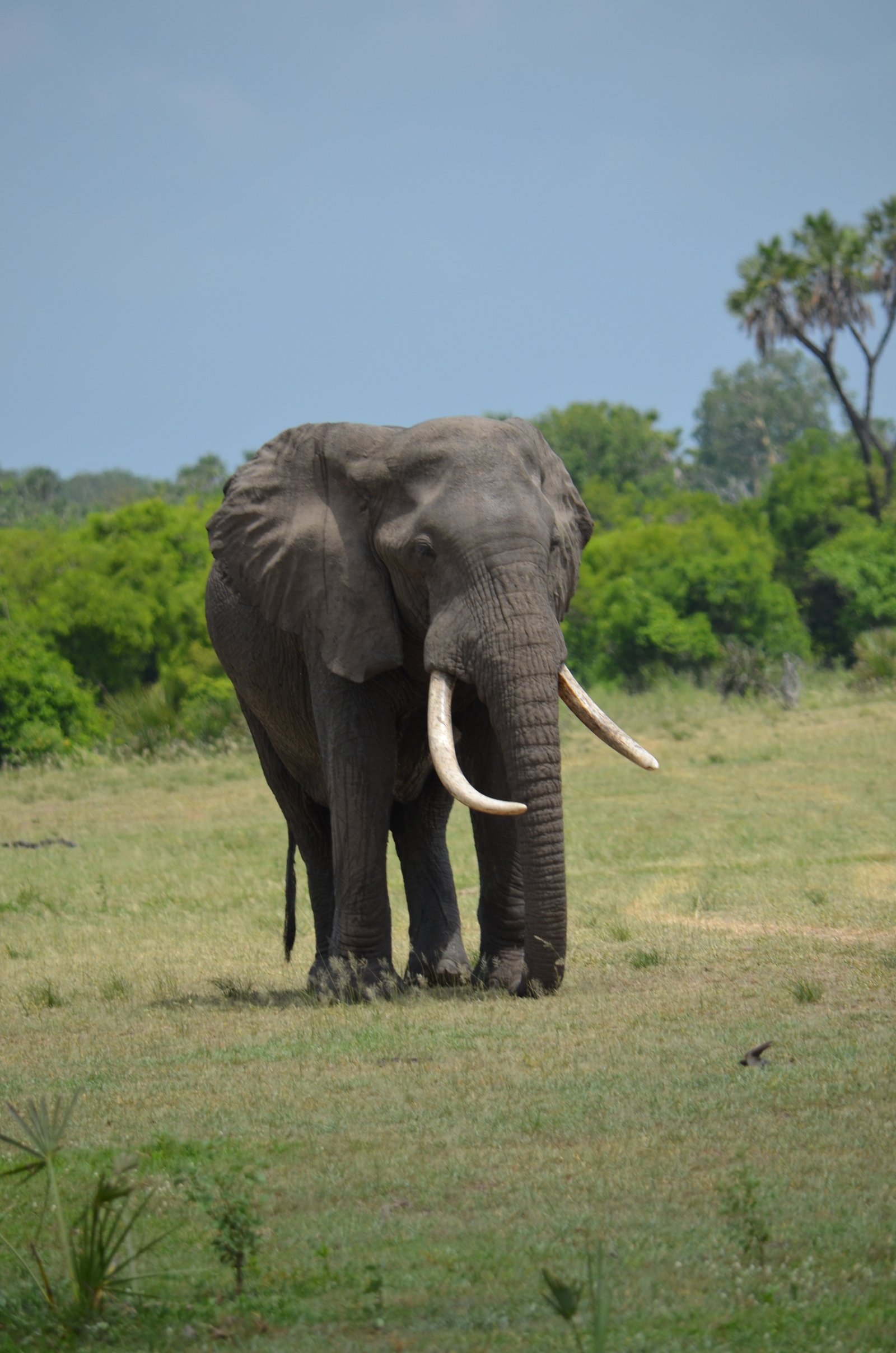 Crowned Wild Africa