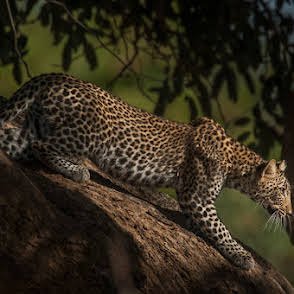 Kiliclimb Africa Safaris