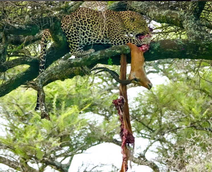 Safari Vendors