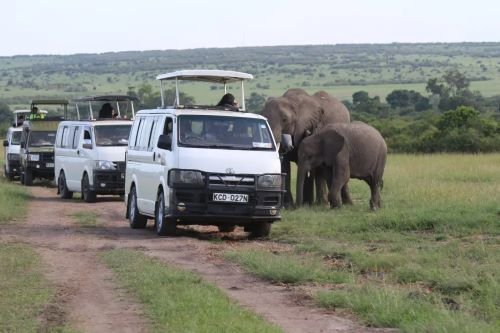Safari Vendors