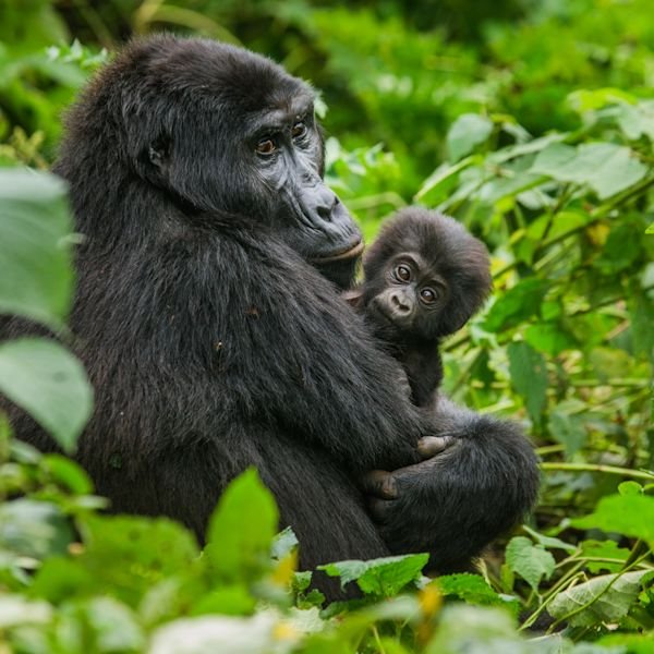 Henry Tours And Safaris Ltd