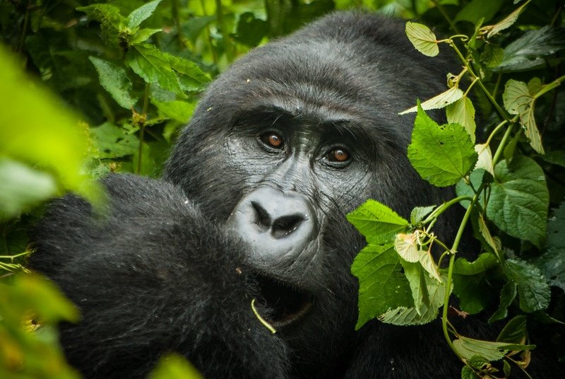 Henry Tours And Safaris Ltd
