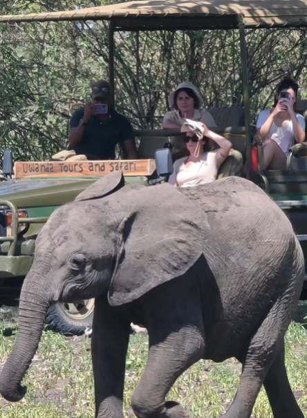 Safari Vendors