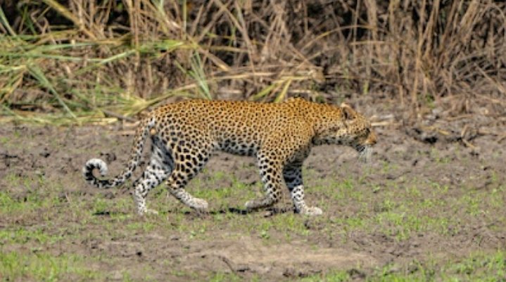 3 Days Fast Safari Zanzibar to Nyerere NP By Flight