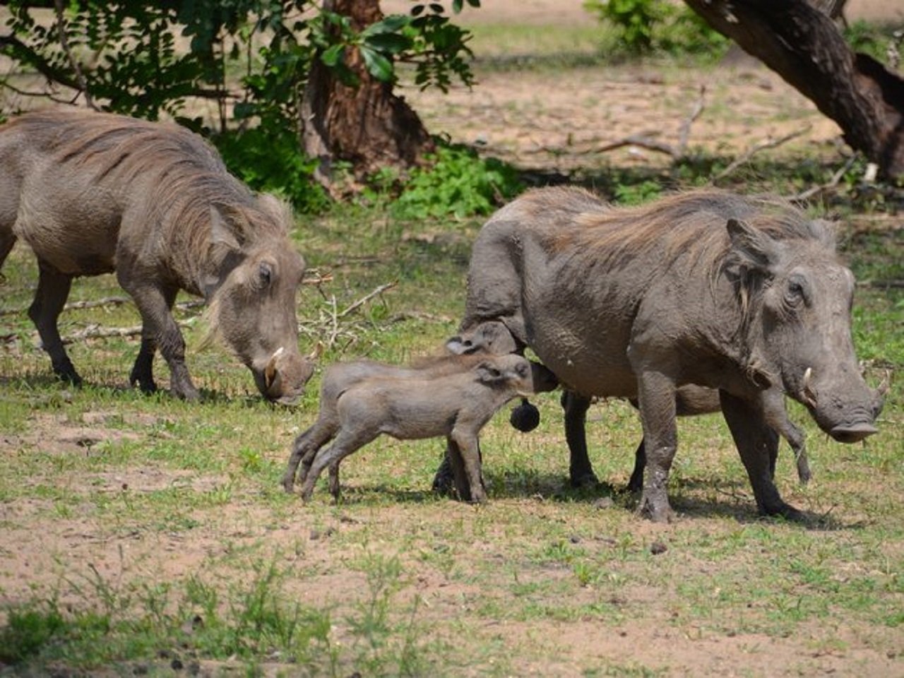 African Pangolin Safaris