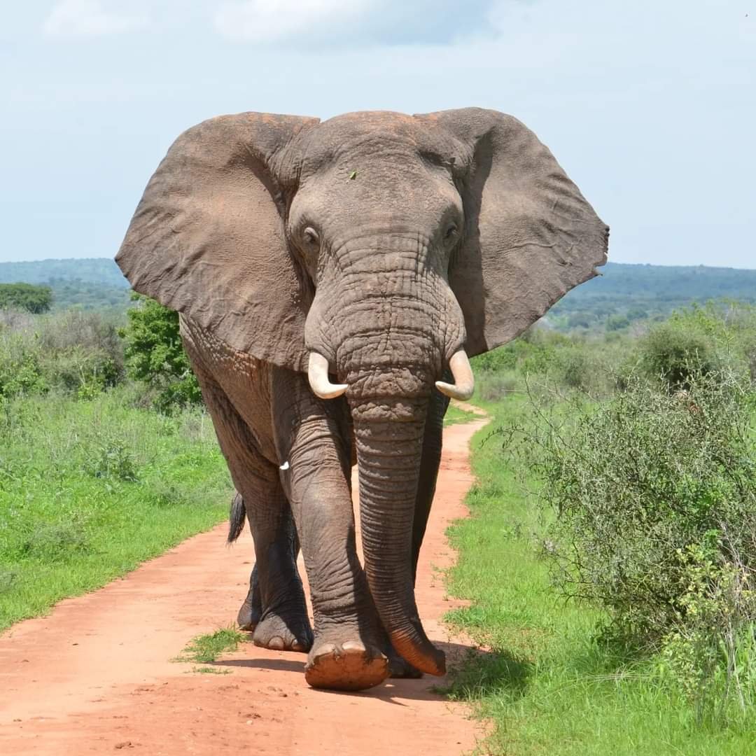 African Pangolin Safaris