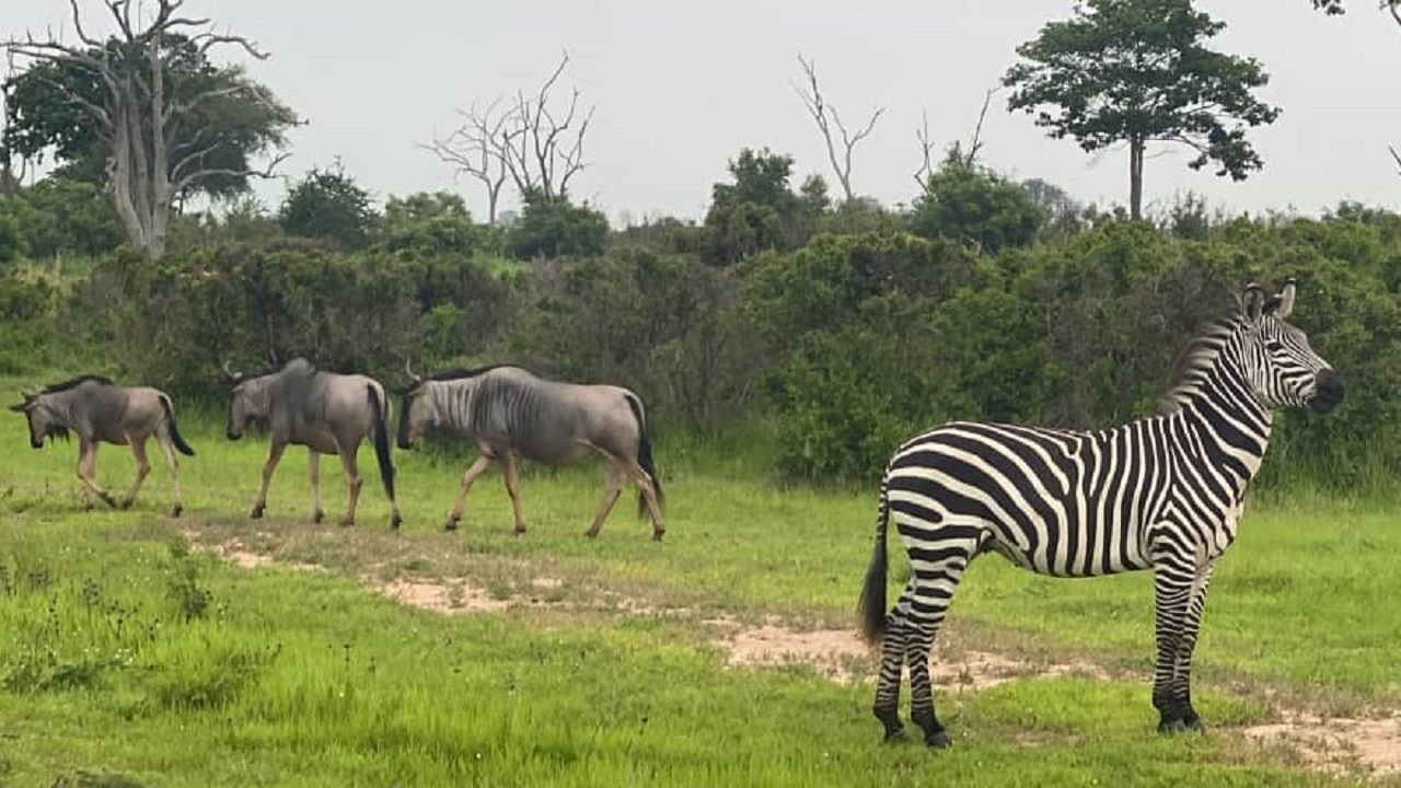 African Pangolin Safaris