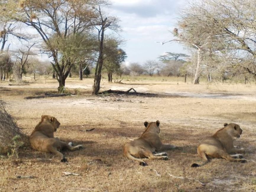 Safari Vendors