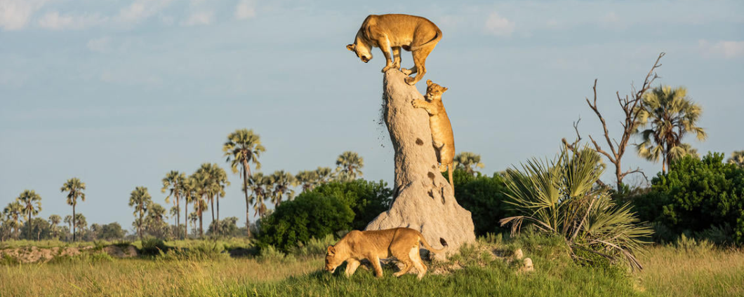 Alfamale tours & Safaris