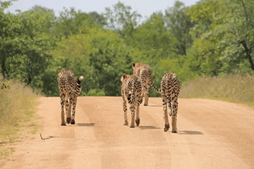 Alfamale tours & Safaris