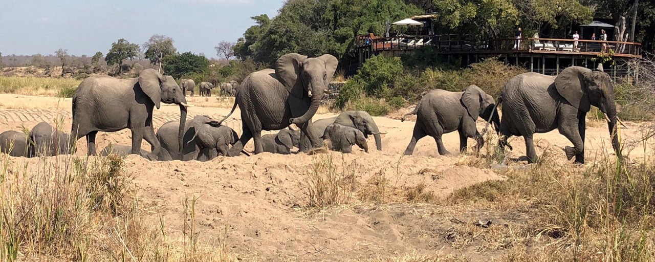 Alfamale tours & Safaris
