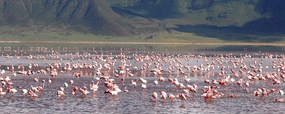 Alfamale tours & Safaris
