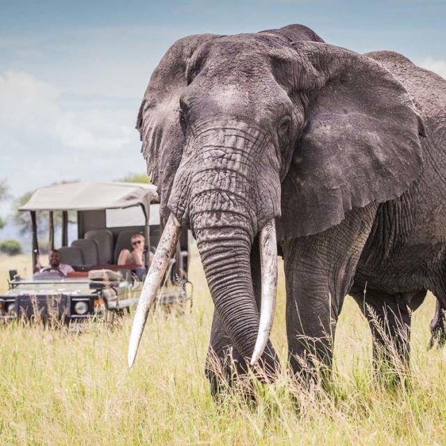 Safari Vendors