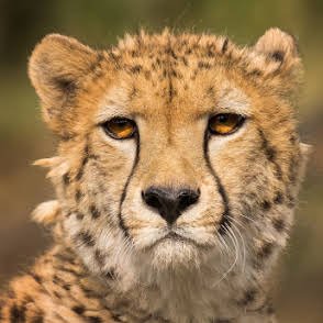 Kiliclimb Africa Safaris