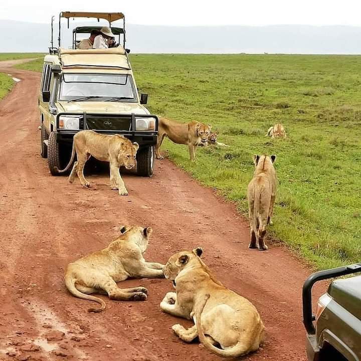 Kiliclimb Africa Safaris