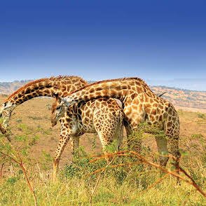 Kiliclimb Africa Safaris