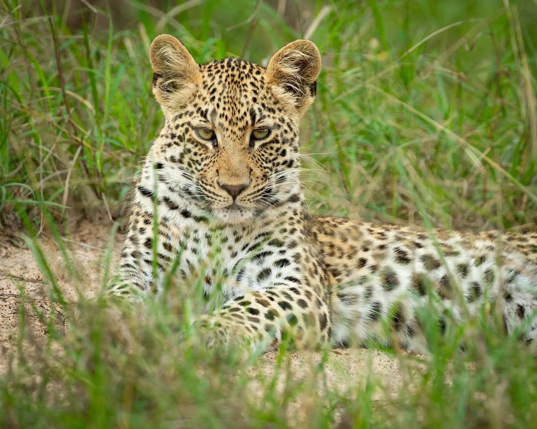 Crowned Wild Africa
