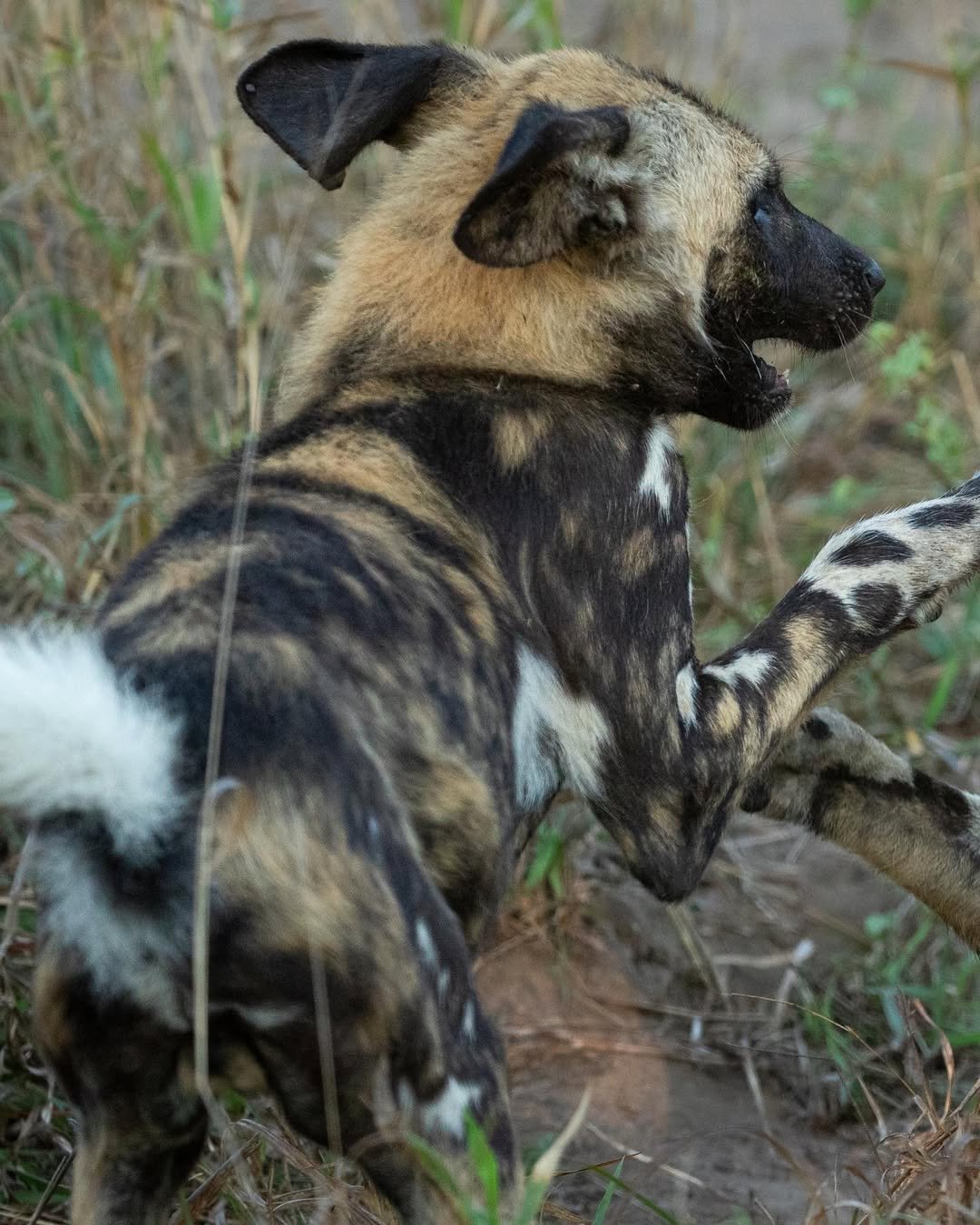 Crowned Wild Africa