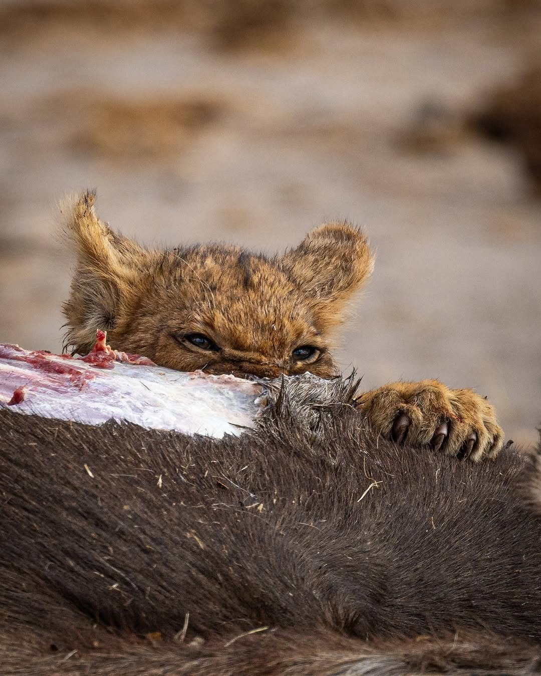 Crowned Wild Africa