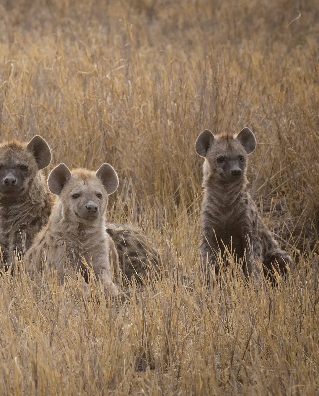 Crowned Wild Africa