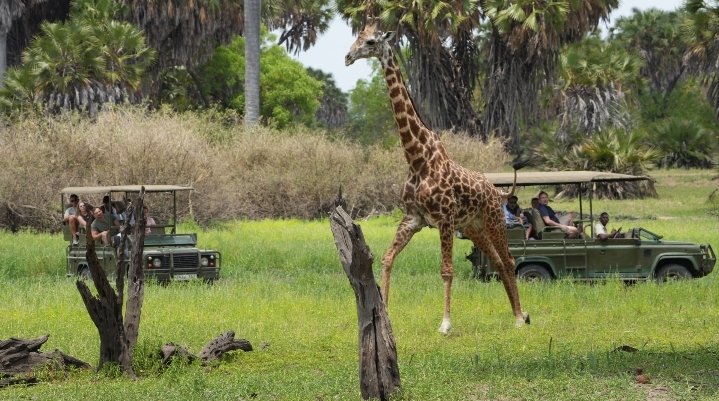 4 Days Explore Nyerere National Park From Zanzibar By Flight