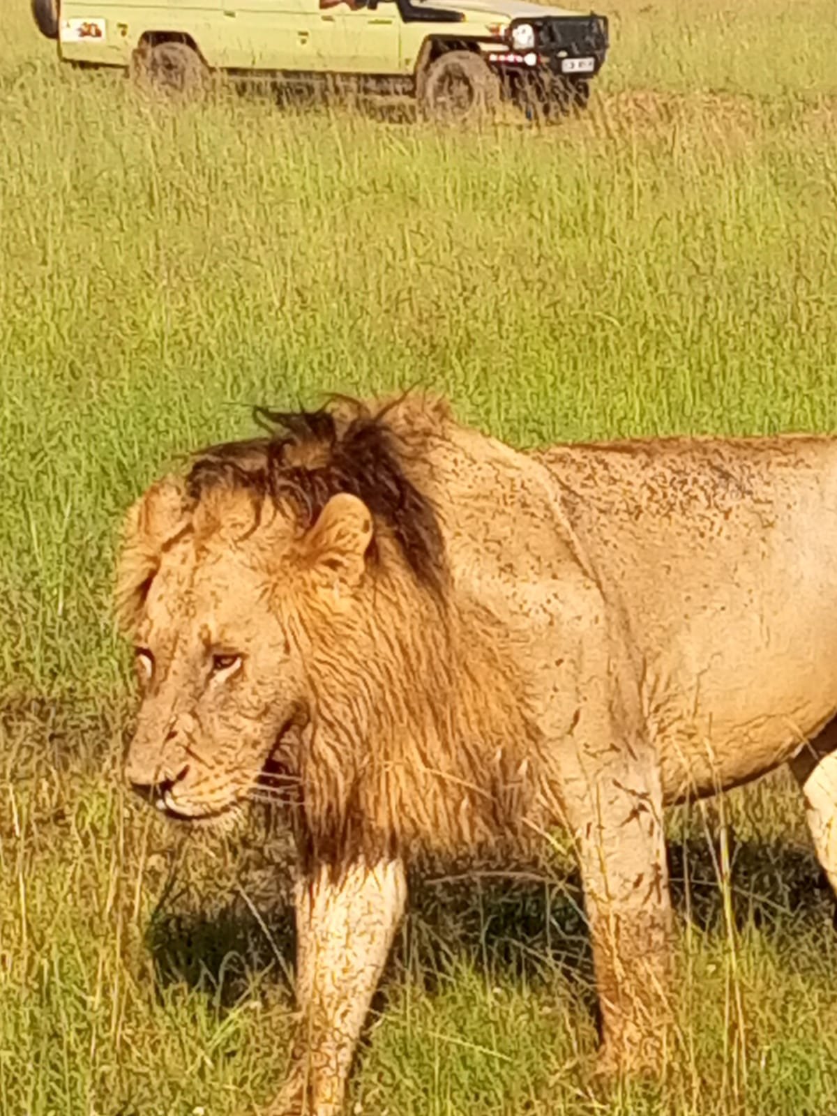 4 Days Masai Mara $ Lake Nakuru Jeep Shared Budget Safari