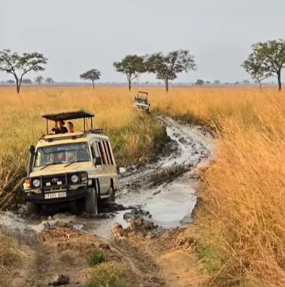 Safari Vendors