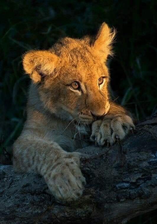 Golden Trips Tanzania