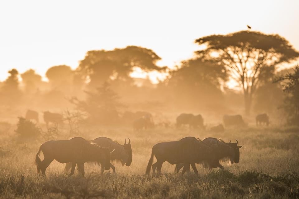 Lappet faced safaris 