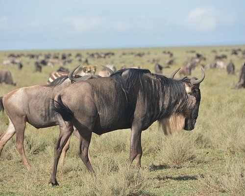 Smile With Us Tours In Africa