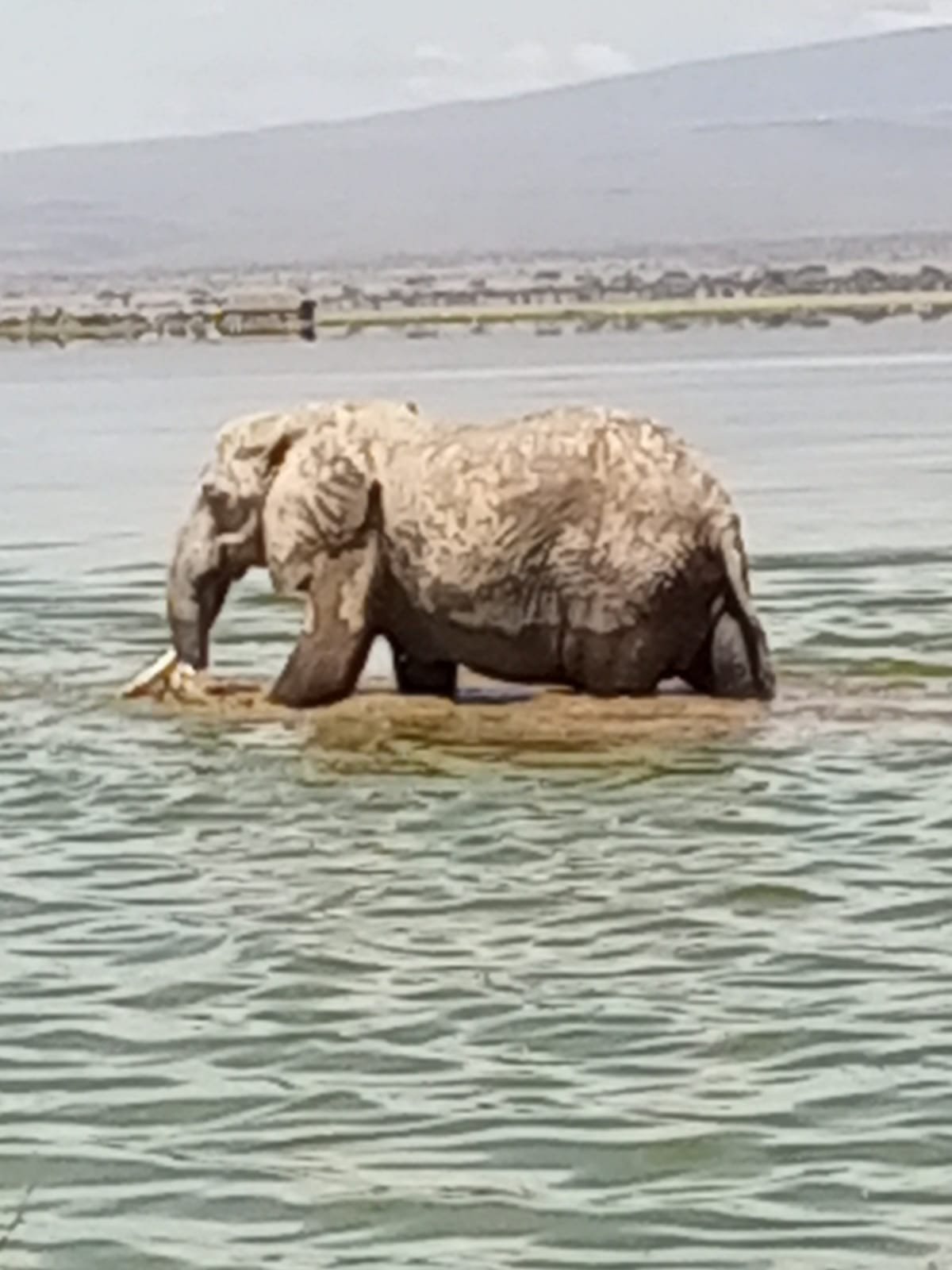 Edloce Safaris Limited