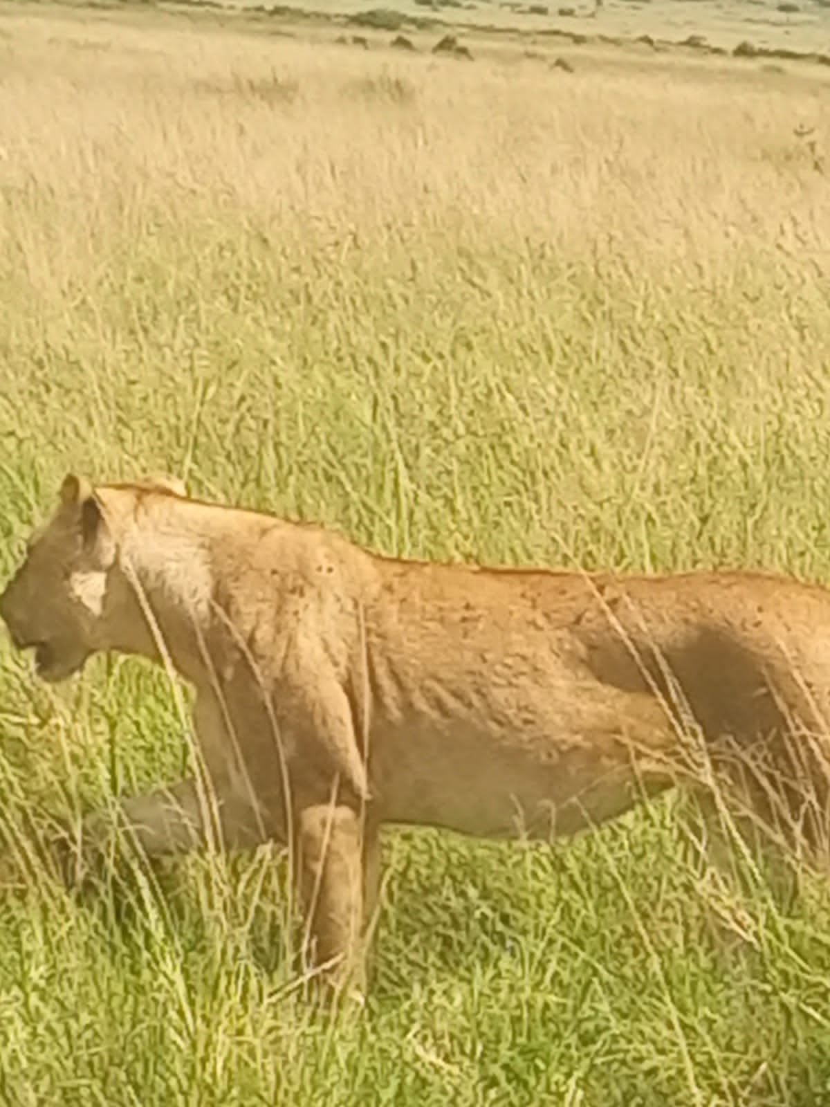 Edloce Safaris Limited