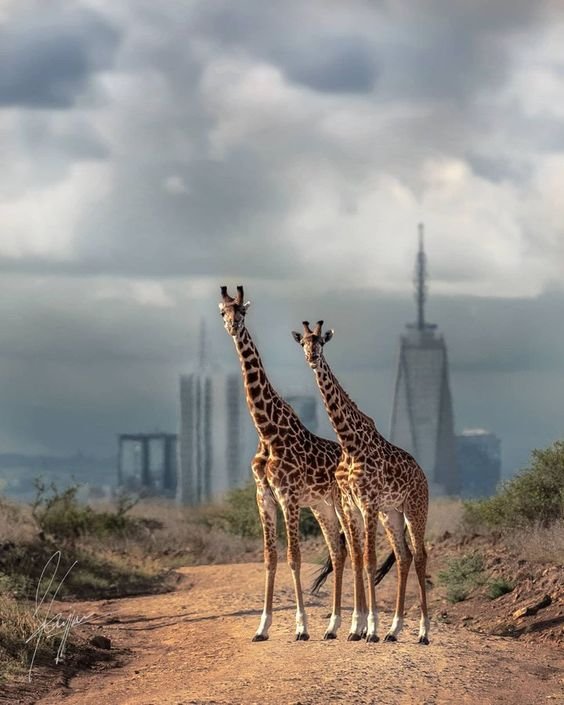 Edloce Safaris Limited