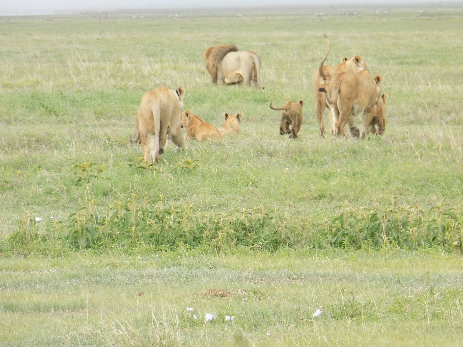 Martial Adventure Safari